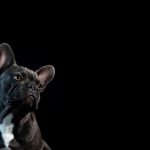 istockphoto-1290092235-170667a
